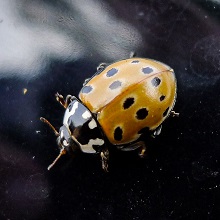 Beetle - Ladybird - Eyed