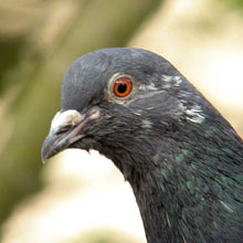 Pigeon - Feral