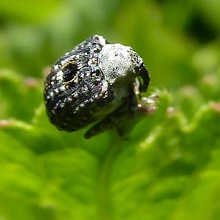 Beetle - Weevil - Figwort