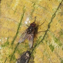 Fly - Phaonia subventa Fly - Phaonia subventa