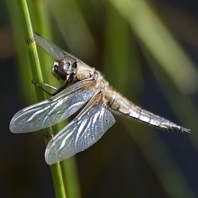 Dragonfly - Chaser - Four Spotted