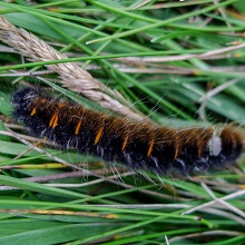 Caterpillar - Fox Moth