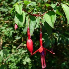 Fuchsia - Magellanica