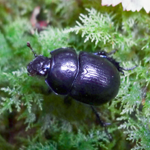Beetle - Geotrupes Spiniger