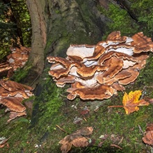 Polypore - Giant