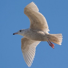 Gull - Glaucous
