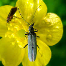 Beetle - Grammoptera Ruficornis