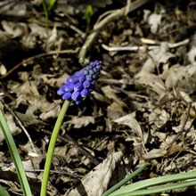 Hyacinth - Grape