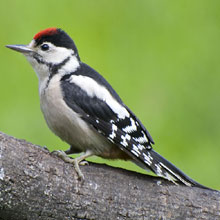 Woodpecker - Great Spotted