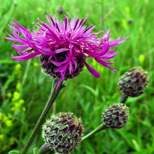 Knapweed - Greater