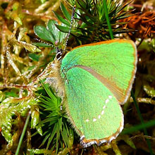 Butterfly - Hairstreak - Green