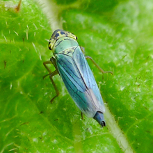 Bug - Leaf Hopper - Green