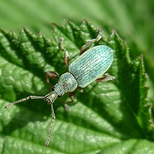 Beetle - Weevil - Green Leaf