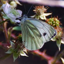 Butterfly - Green Veined - White
