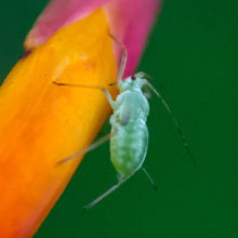 Aphid - Greenfly