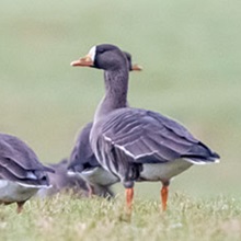 Goose - White-fronted - Greenland