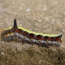 Caterpillar - Grey Dagger Moth