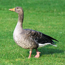 Goose - Greylag