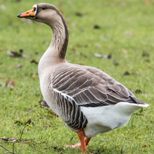 Goose - greylag/Swan Goose Hybrid
