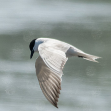 Tern - Gull-billed