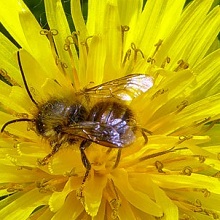 Bee - Hairy-footed Flower
