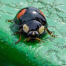 Beetle - Ladybird - Harlequin - Conspicua