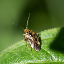 Bug - Harpocera_thoracica