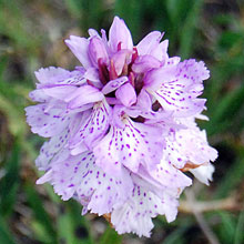 Orchid - Heath Spotted