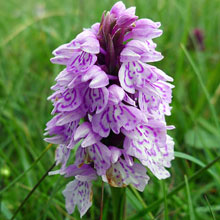 Orchid - Hebridean Spotted