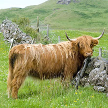 Cow - Highland