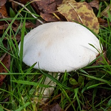 Horse Mushroom