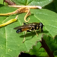 Hoverfly-Xylota Segnis Hoverfly-Xylota Segnis