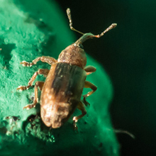 Beetle - Weevil - Hypera Rumicis