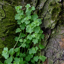 Speedwell - Ivy-leaved