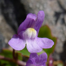 Toadflax - Ivy Leaved