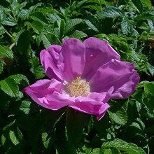 Rose - Japanese
