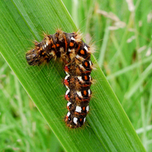 Caterpillar - Knotgrass Moth