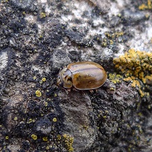 Beetle - Ladybird - Larch
