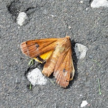 Moth - Yellow Underwing - Large Moth - Yellow Underwing - Large
