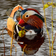 Duck - Mandarin