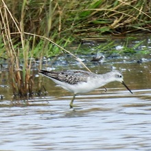 Sandpiper - Marsh Sandpiper - Marsh
