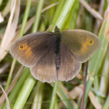 Butterfly - Meadow Brown
