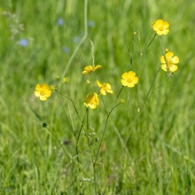 Buttercup - Meadow