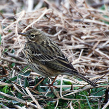Pipit - Meadow