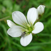 Saxifrage - Meadow