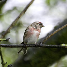 Redpoll - Mealy