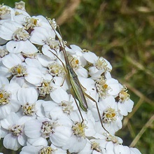 Bug - Megaloceroea recticornis.