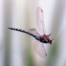 Dragonfly - Hawker - Migrant