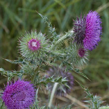 Thistle - Musk