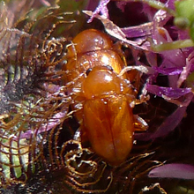 Beetle - Neocrepidodera Transversa